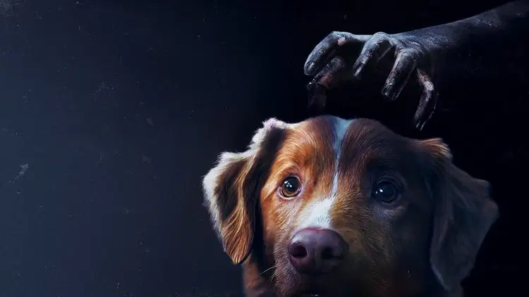 Good boy na Vider | Online